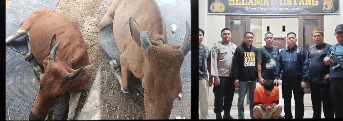 Kurang Dari 24 Jam, Polsek Gedung Aji Tangkap Pelaku Pencurian Ternak Menggunakan Mobil Truk