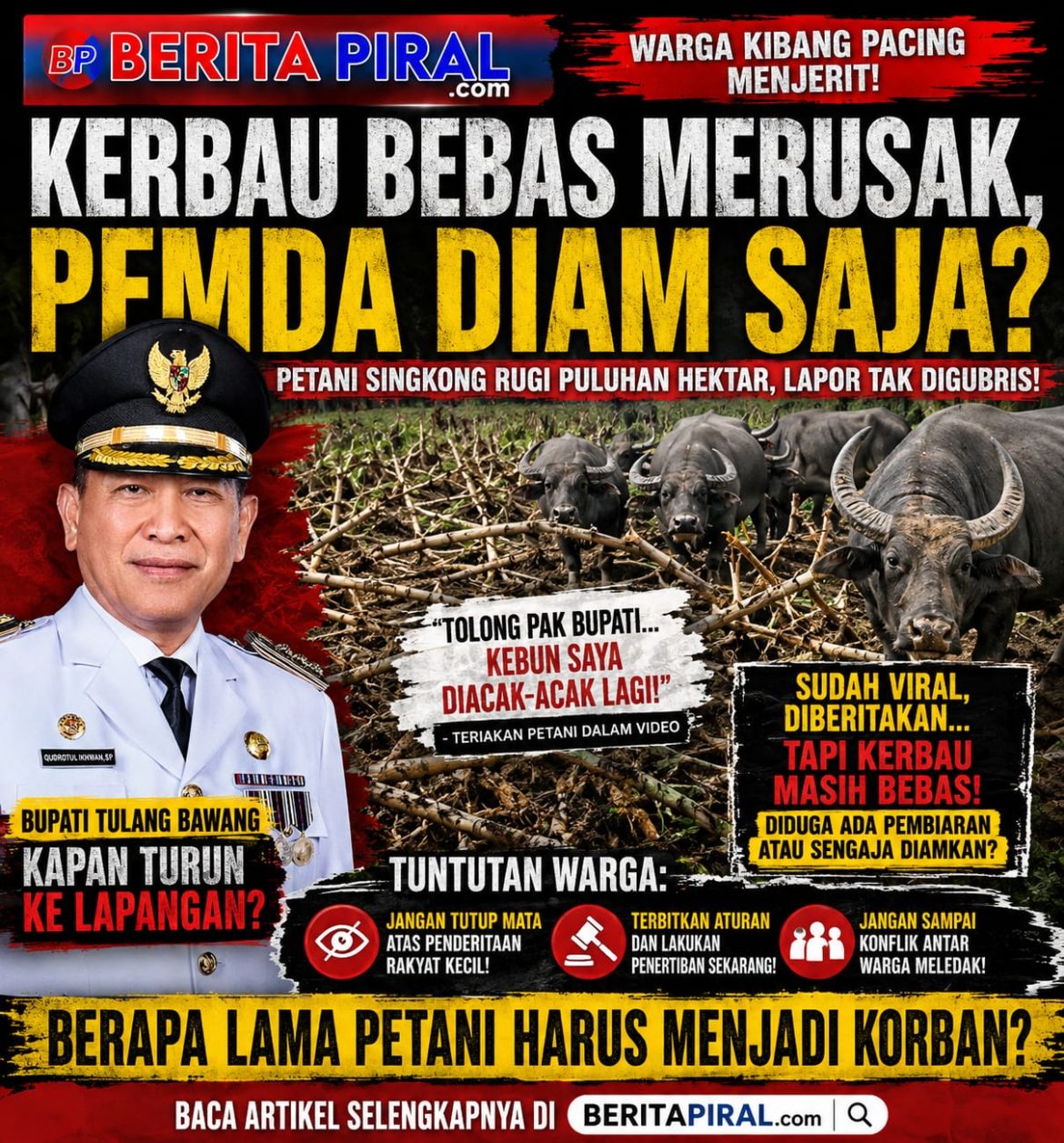 Kerbau Bebas Merusak Kebun Warga, Pemda Diminta Jangan Tutup Mata Terhadap Jeritan Petani Kibang Pacing