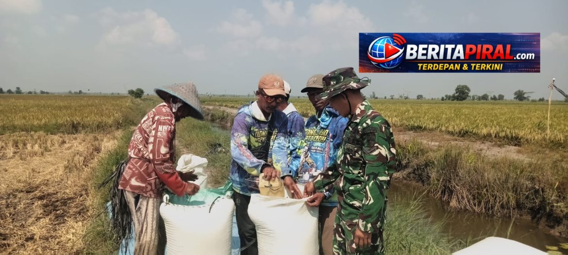 Babinsa Dampingi Petani Panen Padi di Desa Sidang Kurnia Agung