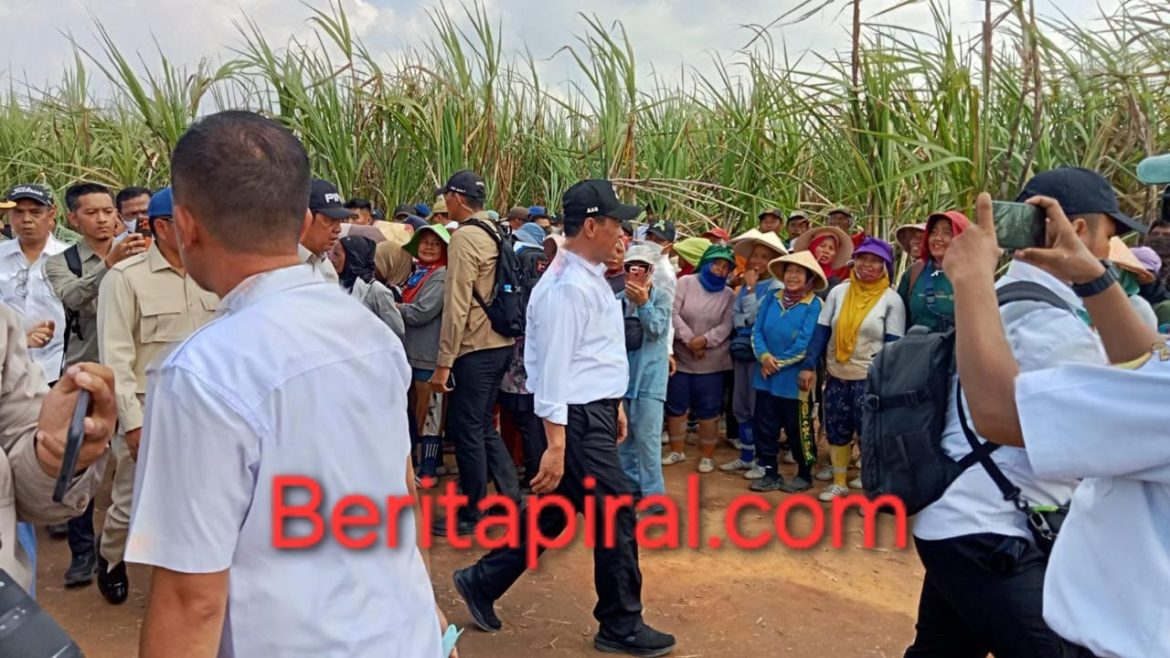Mentan RI Tinjau Perkebunan Tebu PT Indo Lampung Perkasa di Tulang Bawang